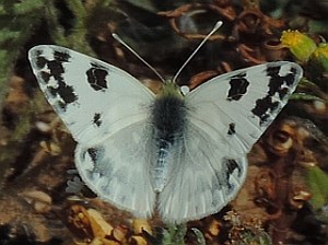 Bath White - Pontia daplidice © Teresa Farino